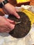 Cutting a Cake of Pu-erh Chinese tea