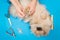 Cutting claws and haircut of dog paws at home, dog grooming, pomeranian care