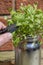 Cutting cress with garden cutters in a garden. Cress growing in a silver glass jar