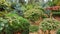 Cutting deciduous trees using the niwaki technique. Topiary forms of trees in landscape design of garden. Bonsai of deciduous