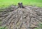 Cutting died of banyan tree stump with root in green field