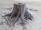 Cutting died of pine tree stump on sand beach