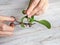 Cutting of diseased roots with scissors. Transplanting mini orchids. Home gardening, breeding of orchids. Diseases of orchids,