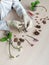 Cutting of diseased roots with scissors. Transplanting mini orchids. Home gardening, breeding of orchids. Diseases of orchids,