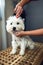 Cutting a dog with scissors. Grooming. Hands close-up.