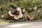 Cutting down trees in the city. An old damaged tree sawn to pieces with a chain saw. Logs and branches are piled up by