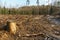 Cutting down trees. Deforestation and harvesting of wood for import. A lifeless field after cutting down trees. Forest summer