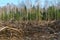 Cutting down trees. Deforestation and harvesting of wood for import. A lifeless field after cutting down trees. Forest summer