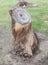 Cutting of dry tree stump on dirt field