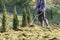 Cutting excessively overgrown grass with a brush cutter. Autumn gardening