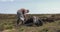 Cutting and fitting turf peat with a spade in moss bog in Ireland