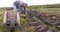 Cutting and fitting turf peat with a spade in moss bog in Ireland