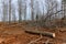 Cutting forest tree during land clearing for new residential construction preparation land