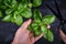 Cutting fresh basil with hands holding small bunch of basil and scissor on dark background