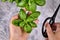 Cutting fresh basil with top view of hands holding small bunch of basil and black scissor