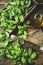 Cutting Garden Fresh Basil Herb with Mezzaluna on Wooden Table