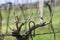 cutting of grapevine, Southern Moravia, Czech Republic