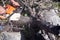 Cutting holm oak firewood with a chainsaw