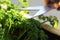 Cutting homegrown parsley from a herbal raised bed on a balcony