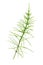 Cutting horsetail plants isolated islate on white background