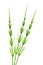 Cutting horsetail plants isolated on a white background