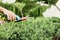 Cutting juniper. Someone trimming bushes with garden scissors. C