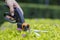 Cutting lawn with scissors in hard-to-reach places, gardener professional