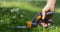 Cutting lawn with scissors in hard-to-reach places, gardener professional