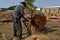 Cutting logs into firewood on a steam powered saw