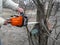 Cutting off branches of a diseased tree with chainsaw in the garden. Male hands hold a chainsaw and saw off the trunk of apricot