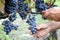 Cutting ripe grape