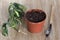 Cutting with root of Schefflera arboricola or dwarf umbrella tree named and pot with soil for planting on the wooden background