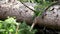 Cutting spruce log with a chainsaw close up.