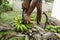 Cutting Stalk of Banana Bunch in Hands