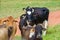 Cutting steers on farm in the Brazilian wetland