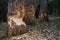 Cutting there teeth  Beavers work on the trees