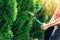 Cutting thuja tree with garden hedge clippers