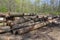 Cutting of the trees, bark beetle calamity, conifer tree logs on pile in woodland