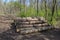 Cutting of the trees, bark beetle calamity, conifer tree logs on pile in woodland