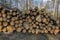 Cutting of the trees, bark beetle calamity, conifer tree logs on pile in woodland