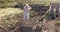 Cutting Turf Peat by spade in Moss Bog in Ireland
