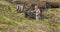 Cutting Turf Peat by spade in Moss Bog in Ireland