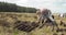 Cutting Turf Peat by spade in Moss Bog in Ireland