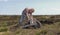 Cutting Turf Peat by spade in Moss Bog in Ireland