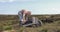 Cutting Turf Peat by spade in Moss Bog in Ireland