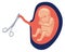 Cutting umblical cord. Baby birth cartoon icon