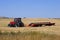 Cutting Wheat