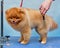 Cutting the wool of a Pomeranian spitz dog with scissors by a grooming master