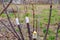 cuttings when grafting apricot into the cleft with growing buds on a spring day in the orchard