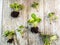 Cuttings from a pilea peperomioides or pancake plant